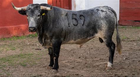 Aprueban toros de la Ganadería Fernando de la Mora Punto Medio