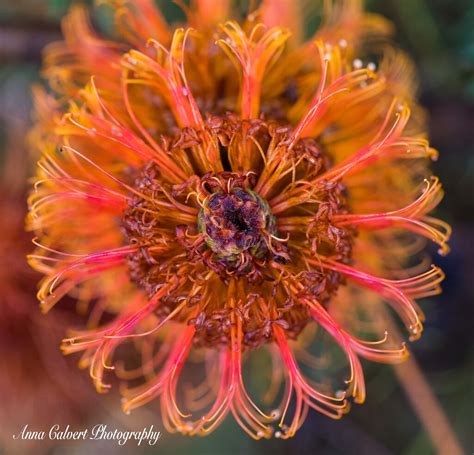 Banksia Flower Banksia Flower Anna Calvert Flickr