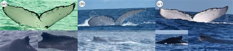 Male Humpback Whale Swims Record 8 106 Miles Across 3 Oceans For Sex