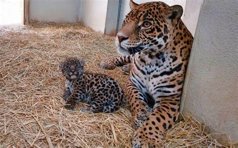 Nacen Dos Cachorros De Jaguar En El Ocotal El Sol De Toluca