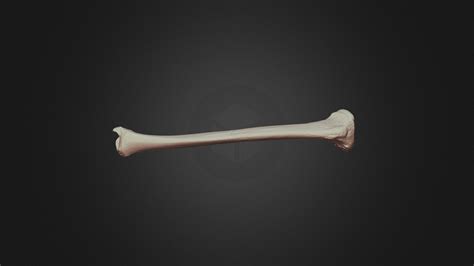 Tibia 3d Model By Morriska C5944fa Sketchfab