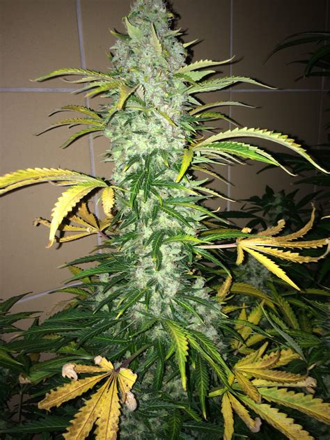 Green House Seeds White Widow Auto 2 Grow Journal Week13 By Reaper Growdiaries