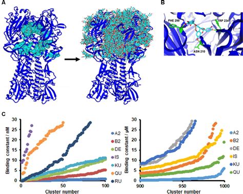 Frontiers The Cranberry Extract Oximacro® Exerts In Vitro Virucidal Activity Against Influenza