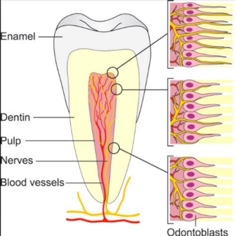 Enamel And Dentin Flashcards Quizlet