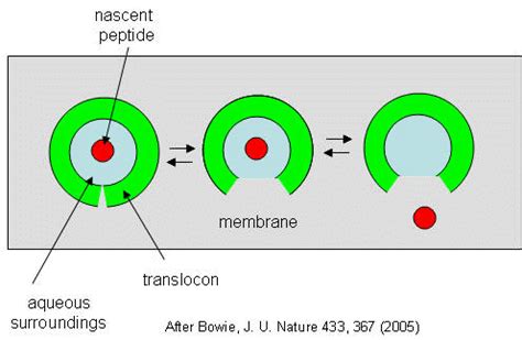 4.8: Protein Folding and Unfolding (Denaturation) - Dynamics - Biology LibreTexts