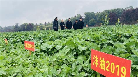 国家油菜产业体系专家助永州端稳“油瓶子”工作动态市农业农村局永州市人民政府