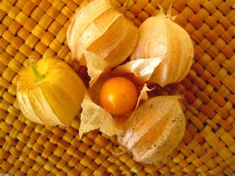 Giant Poha Berrycape Gooseberry500 Seeds Physalis