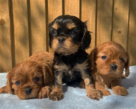 Elevage Des Vents D Oc An Eleveur De Chiens Cavalier King Charles Spaniel