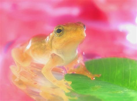 Pretty Frog By Shinichi Saeki Photo 136592921 500px Frog