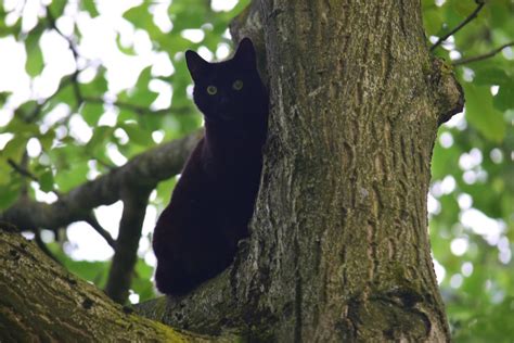 Miepie In De Boom Angela Dolron Flickr