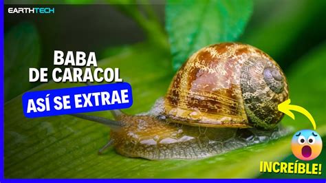 Extracci N De La Baba De Caracol Paso A Youtube