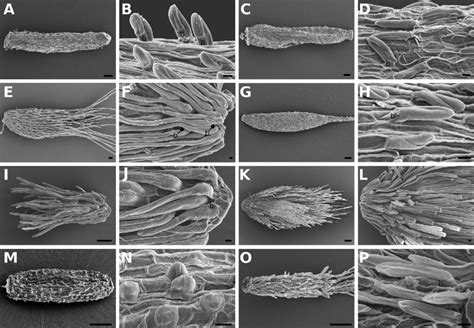 SEM Pictures Of Achene A C E G I K M O And Achenial Trichome