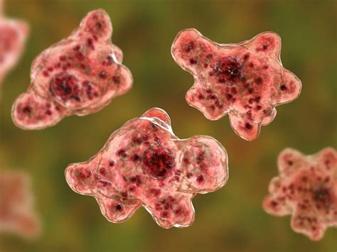 Brain Eating Amoeba All You Need To Know About Naegleria Fowleri That