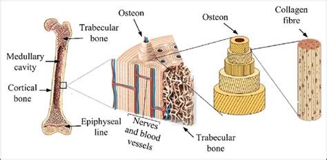 The Hierarchical Structure Of The Cortical Bone At The Micro Level