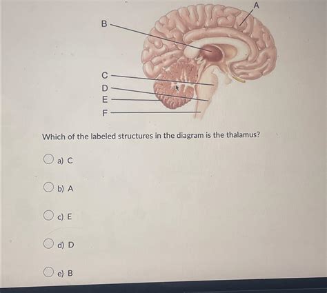 Solved Which of the labeled structures in the diagram is the | Chegg.com