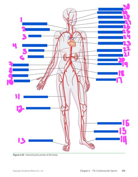 Circulatory System Diagram Diagram Quizlet