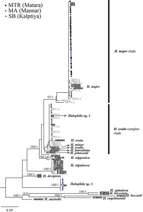 Phylogeny Of Halophila Inferred From Maximum Likelihood And Bayesian