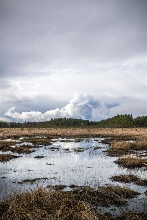 Сестрорецкое болото весной, летом и осенью. — Teletype