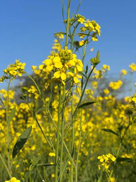 Um Campo De Flores Amarelas O C U Ao Fundo Foto Premium