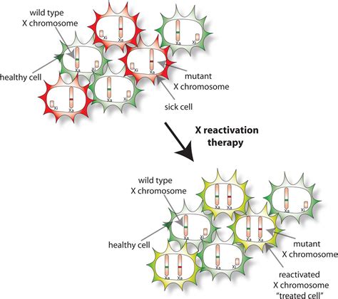 X Chromosome Inactivation And Its Implications For Human Disease Biorxiv