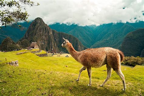 Historia De Machu Picchu