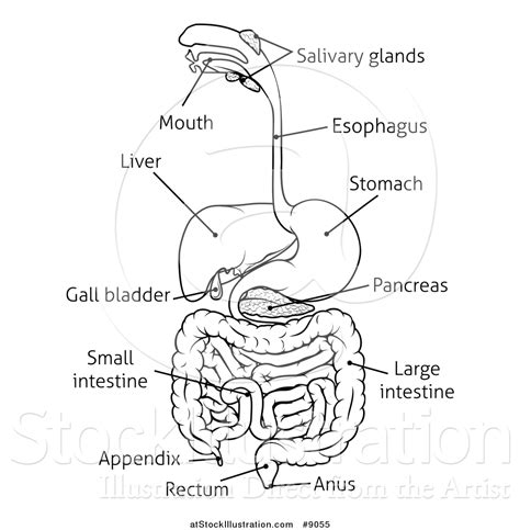 Vector Illustration Of A Black And White Digestive Tract Diagram Labeled With Text By