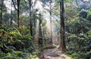 Selva ecuatorial Qué es características tipos fauna flora clima