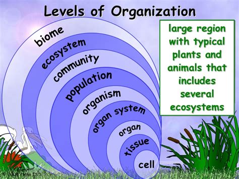 7 L 3B 1 Levels Of Organization