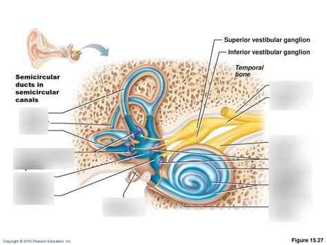 Membranous Labyrinth Of The Internal Ear Diagram Quizlet