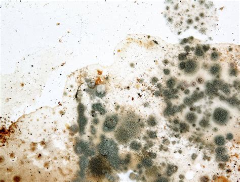 How To Identify Mold Vs Mildew In Your Home Dr Clean Air