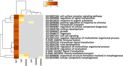 Heatmap Of Enriched Go Terms As Determined By Metascape Colored By