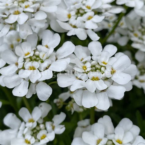 Iberis Sempervirens Spring Park Nursery