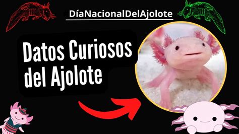 Datos Curiosos Del Ajolote DiaNacionalDelAjolote YouTube