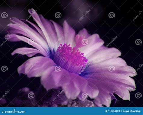 Ultra Violet Flower Of Cactus Stock Photo Image Of Macro Bright