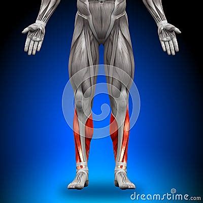 Calves - Anatomy Muscles Royalty Free Stock Image - Image: 32284096