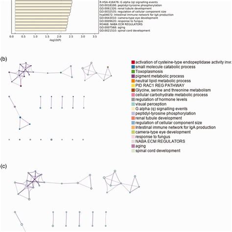 A Gene Ontology Go Analysis Of Common Differentially Expressed Download Scientific Diagram