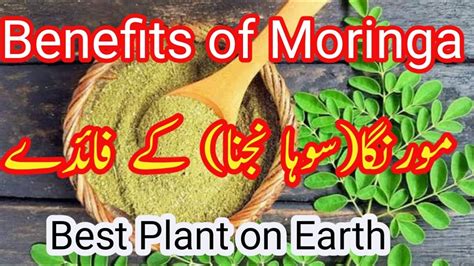 Benefits Of Moringa For Health The Miracle Tree Documentary Youtube