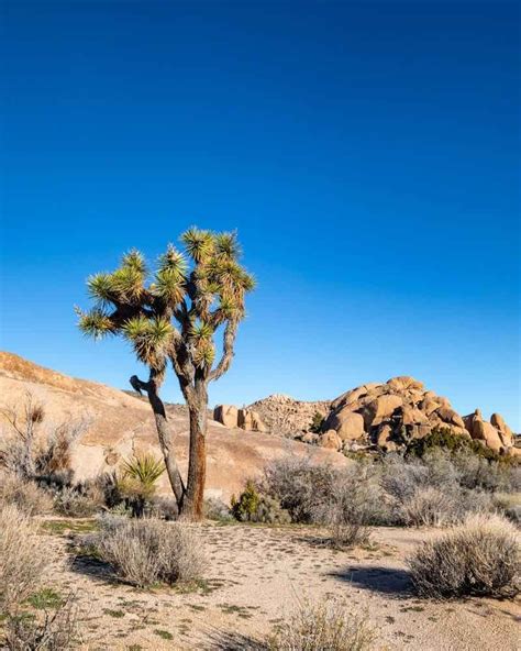 The Best 6 Joshua Tree Hikes For The Most Beautiful Views In This