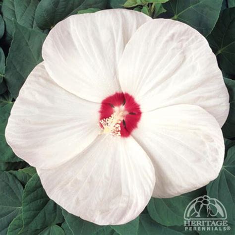 Plant Profile For Hibiscus Moscheutos Luna White Dwarf Hardy Hibiscus Perennial