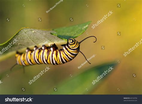 Monarch Butterfly Caterpillar On Milkweed Stock Photo 60154750 | Shutterstock