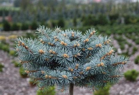 Карликовая голубая ель: сорта с описанием и фото