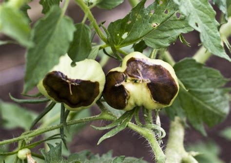 Marciume Apicale Del Pomodoro Cos E Come Si Previene Difesa E