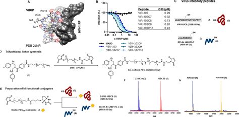 Peptide Bispecifics Inhibiting Hiv 1 Infection By An Orthogonal