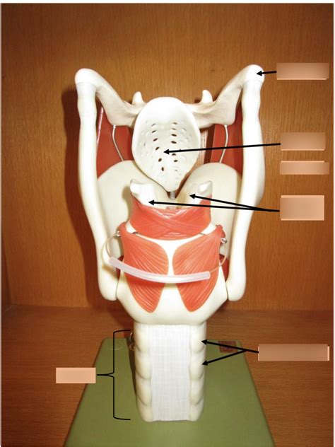 Larynx Model Posterior View Diagram Quizlet