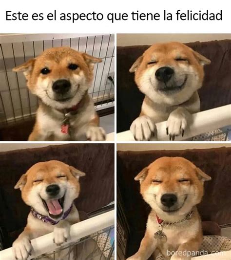 20 Divertidos memes sobre perros con los que todo dueño se identificará ...