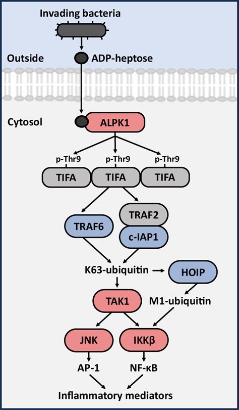 Alpk1 Mutants Causing Rosah Syndrome Or Spiradenoma Are Activated By Human Nucleotide Sugars Pnas