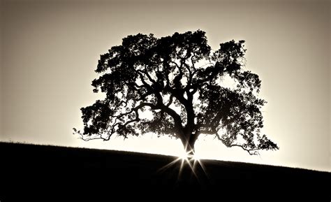 Free Oak Tree Silhouette, Download Free Oak Tree Silhouette png images ...