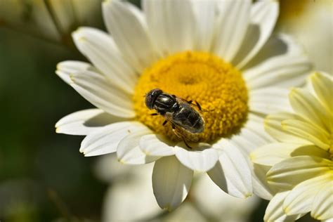 Anthemis Tinctoria Sauce Hollandaise Lautrejardin