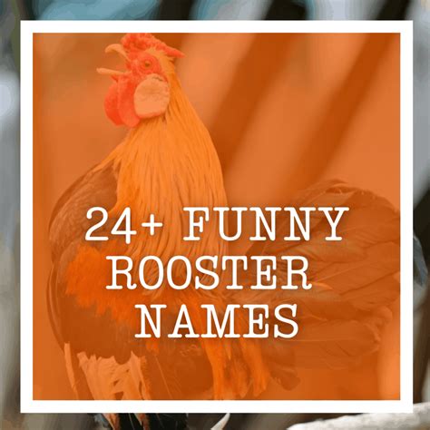 Funny Chicken Names For Girls