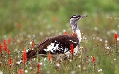 Kitulo Plateau National Park Tanzania Specialist